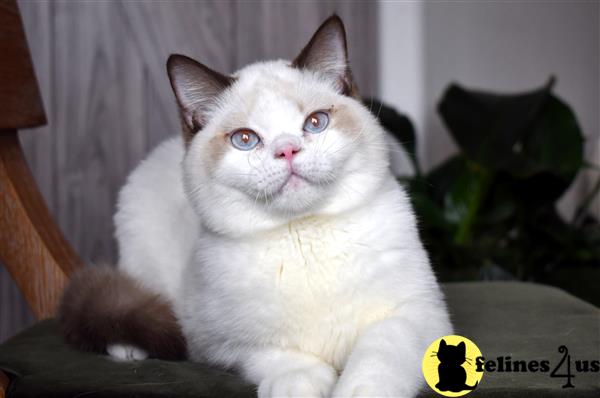 thechubbyfacedcat Picture 1